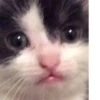 cats^3 30