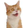 cats cats cats! 30