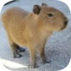 Капибарность @Capybaraness 30