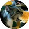 catsbySmol2 5