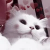𓃠::kittens by @hornyc8mp 7