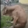 Caguei duro doeu o cu by @raivozo 5