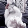 𓃠::kittens by @hornyc8mp 8