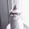 𓃠::kittens by @hornyc8mp 9