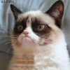 Cats? 5