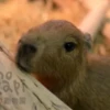 CapybaRa 5