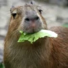 CapybaRa 6
