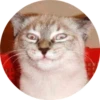 catsbySmol2 6