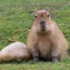 CapybaRa 7