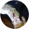 Lol cats (@catscontent) 6