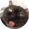 catsbySmol2 7