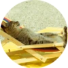 catsbySmol2 8