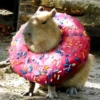 CapybaRa 10