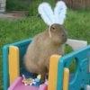 CapybaRa 11