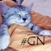 Cats? 6