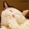 Cats? 7
