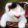 Cats? 8