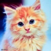 Cats? 9