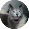 catsbySmol2 10