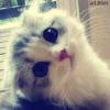 Cats? 10