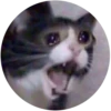 Lol cats (@catscontent) 7