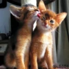 Cats? 12