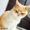 Cats? 13