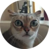 catsbySmol2 11