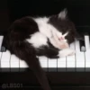 Cats? 14