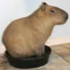 CapybaRa 13