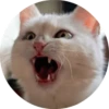 catsbySmol2 12