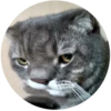 Lol cats (@catscontent) 9