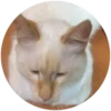Lol cats (@catscontent) 10