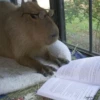 CapybaRa 16