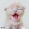Cats? 15