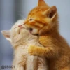 Cats? 16