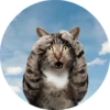 catsbySmol2 14