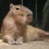 CapybaRa 17