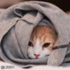 Cats? 17