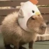 CapybaRa 19