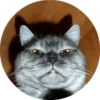 catsbySmol2 18