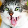 Cats? 18