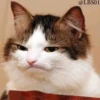 Cats? 19