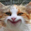 Cats? 20