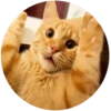 Lol cats (@catscontent) 11