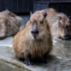 CapybaRa 21