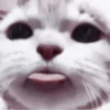 𓃠::kittens by @hornyc8mp 20