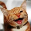 Cats? 22