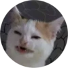 Lol cats (@catscontent) 12