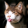 Cats? 23